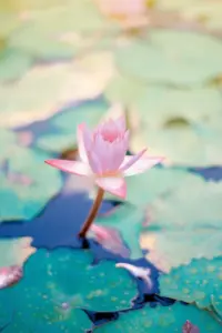 Flor de Lotto en un estanque representando la paz emocional que se puede alcanzar mediante la Terapia llevada a cabo por un Especialista en salud mental en Barcelona, como el Psicoterapeuta en Barcelona David Gonzalez